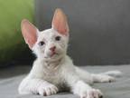 Vitus Donskoy Sphynx Male White