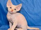 Capitan Devon Rex Male Red Tabby Pointed