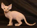 Cristian Devon Rex Male Red Tabby