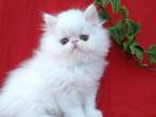 Funtik Persian Male White