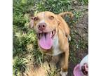 Adopt Lucy a Labrador Retriever, Foxhound