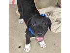 Adopt Indy a Collie, Anatolian Shepherd