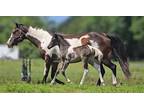 Elegant Homozygous Black All Around Paint Filly