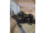 Excellent Cow Bred colt