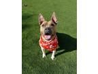 Adopt Miranda a Brown/Chocolate Pit Bull Terrier / Mixed dog in Chula Vista