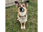 Adopt Bean aka "Baby Girl" a Mixed Breed