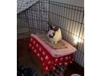 Adopt BINDI a Bunny Rabbit
