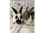 Adopt Willow and Cherry a Bunny Rabbit