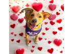 Adopt Delaware a Treeing Walker Coonhound, Catahoula Leopard Dog