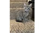 Adopt Jupiter a Domestic Short Hair