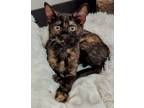 Adopt Minnie a Domestic Short Hair