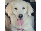 Adopt Blondie a Golden Retriever
