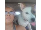 Adopt Sadie a Fox Terrier
