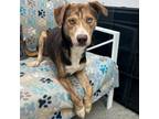 Adopt Pepi a Husky