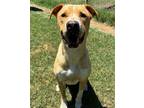 Adopt Jace a Labrador Retriever, Mixed Breed