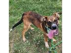 Adopt AJ a Australian Cattle Dog / Blue Heeler