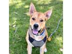 Adopt Rico a German Shepherd Dog