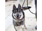 Adopt Holden a Siberian Husky