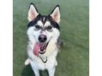 Adopt Fargo a Siberian Husky
