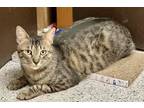 Adopt Boots a Tabby