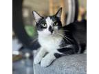 Adopt Archie a Domestic Short Hair