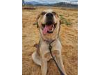 Adopt Thimble a Labrador Retriever, Australian Cattle Dog / Blue Heeler