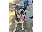 Adopt Bowser a Australian Shepherd, German Shepherd Dog