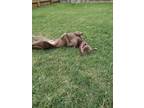 Adopt Xander a Labrador Retriever, Weimaraner