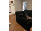 Adopt TUXE a Great Dane, Hound