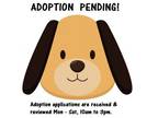 Adopt Apollo a Mixed Breed