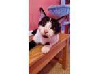 Adopt Tito a Domestic Short Hair