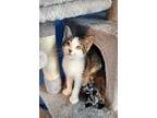 Adopt Scotch a Domestic Short Hair