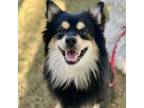 Adopt Resses a Pomeranian, Mixed Breed
