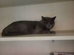 Adopt Dusty a Russian Blue, Domestic Short Hair