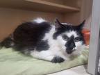 Adopt Dunebuggy a Domestic Long Hair, Maine Coon