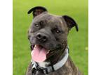 Adopt Zeus a American Staffordshire Terrier