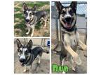 Adopt Bub a German Shepherd Dog, Husky