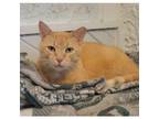 Adopt Simon a Domestic Short Hair