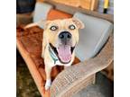 Adopt Ghostbuster a Yellow Labrador Retriever, Siberian Husky