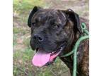 Adopt Kratos 24-0432 a Mastiff