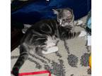 Adopt Ian a Domestic Short Hair