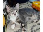 Adopt Barley a Domestic Short Hair