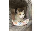 Adopt Aladdin a Domestic Short Hair