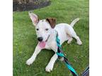 Adopt Wichita a Jack Russell Terrier, Mixed Breed