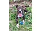 Adopt Jesse a Pit Bull Terrier, Mixed Breed