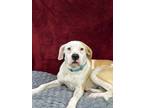 Adopt Diego a Boxer, Pit Bull Terrier