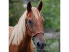 Adopt Sweet Potato a Quarterhorse
