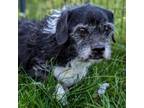 Adopt Milo a Wirehaired Terrier