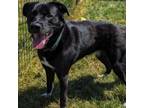 Adopt Forrest a Black Labrador Retriever