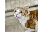 Adopt Turtle (Horseheads PetSmart) a Domestic Short Hair